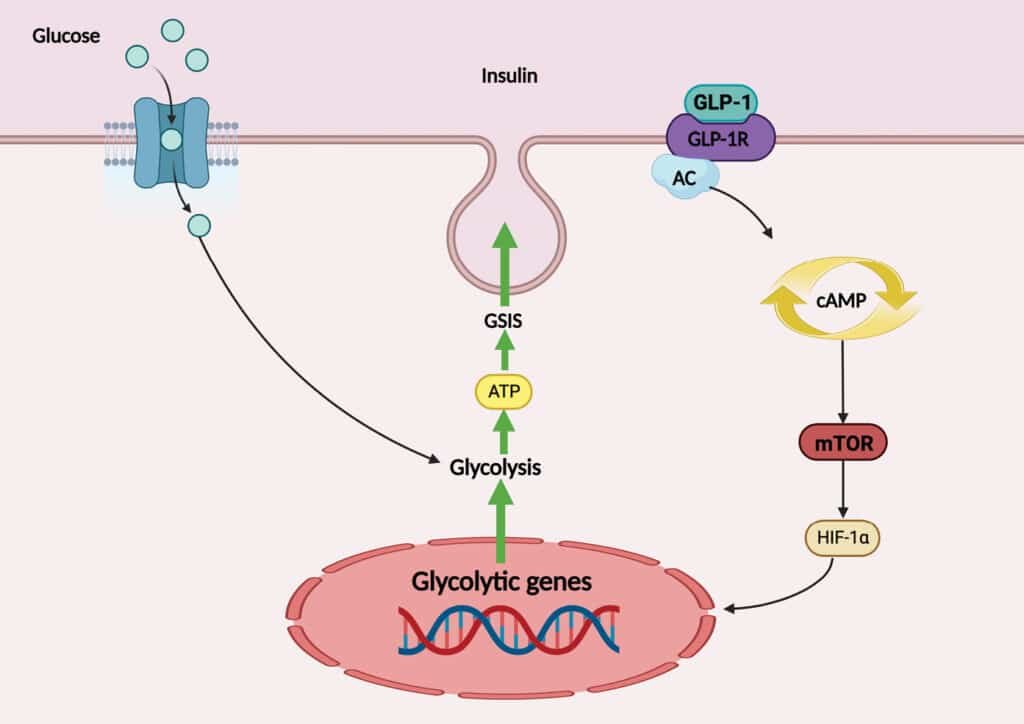 GLP-1 Receptor Agonist Medications