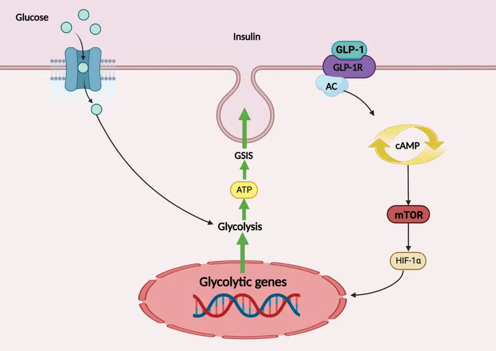 GLP-1 Receptor Agonist Medications